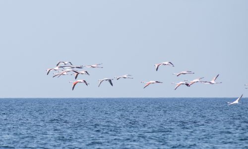 A Mari Ermi puoi incontrare i fenicotteri rosa